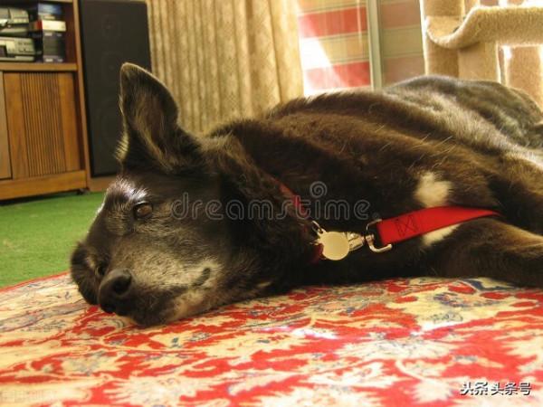 民間故事:老木匠走夜路看見一個怪物,似馬似狗,不知到底為何物 民間故事:老木匠走夜路看見一個怪物,似馬似狗,不知到底為何物