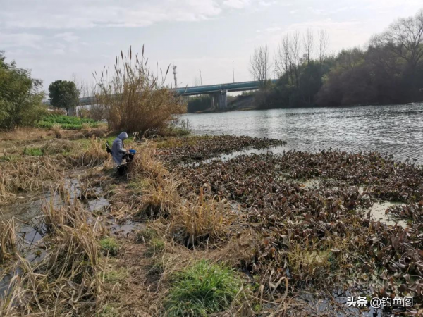 氣溫直降10度，鯽魚還會開口？這4種情況不要釣，多半空軍