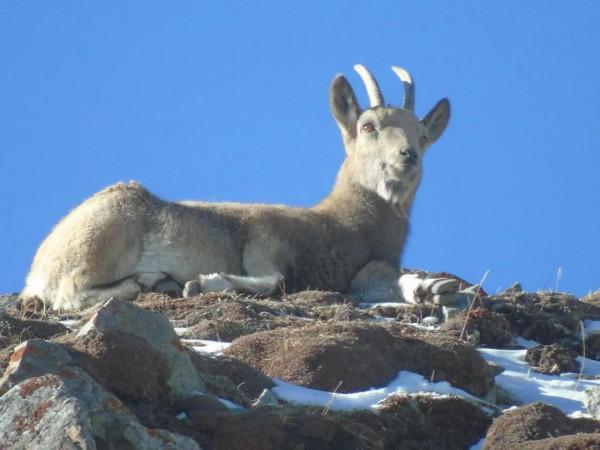 天山北山羊