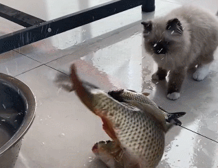 女兒叮囑父親別忘了喂貓，沒一會收到影片，看完後：我滴個親爹哎