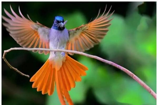 分享圖片：比鳳凰還美麗的鳥三十多款