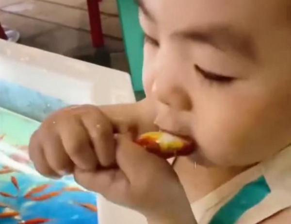 湖北一萌娃面對小金魚時直接動嘴，網友：他哈喇子都流出來了