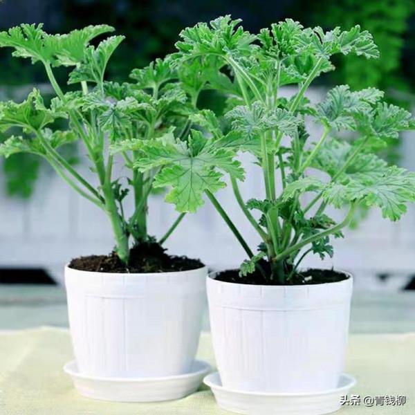 品種眾多、芳香各異&mdash;&mdash;香葉天竺葵