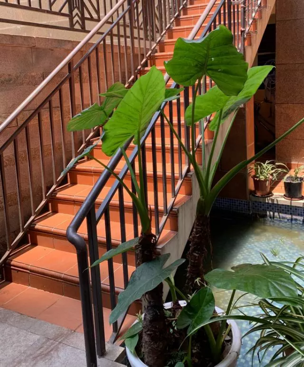 45天改造70㎡自家院子,他僅花4.2萬元,改後的花園也太美了吧 45天改造70㎡自家院子,他僅花4.2萬元,改後的花園也太美了吧