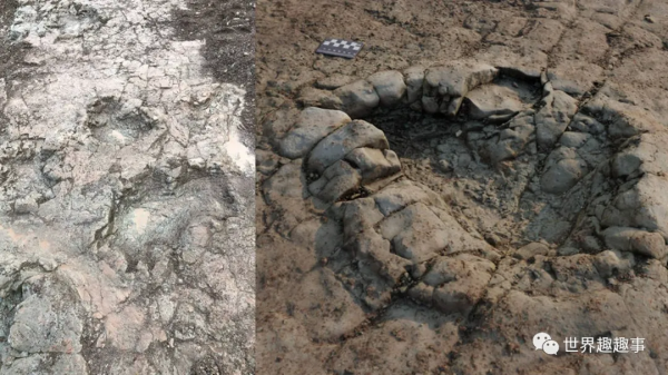 英國南威爾士海灘上發現了2億年前的恐龍腳印