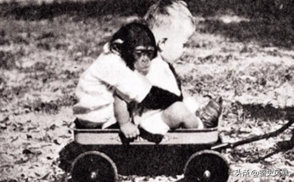 1931年,美國一科學家將小猩猩和兒子一起撫養，9個月後卻緊急叫停