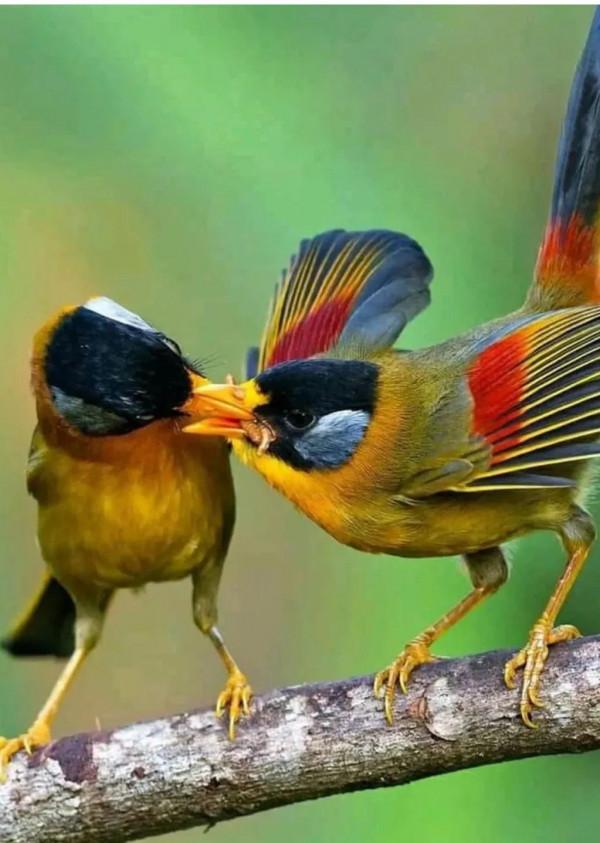 呆萌呆萌的小動物