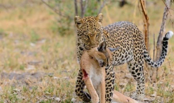非洲小型貓科,不會為了食物發愁,每天卻要提防同屬科的捕殺 非洲小型貓科,不會為了食物發愁,每天卻要提防同屬科的捕殺