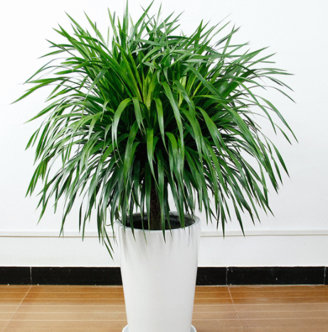 不喜歡小型花草，那就養9種&OpenCurlyDoubleQuote;大盆花&rdquo;，名字霸氣，好養寓意好