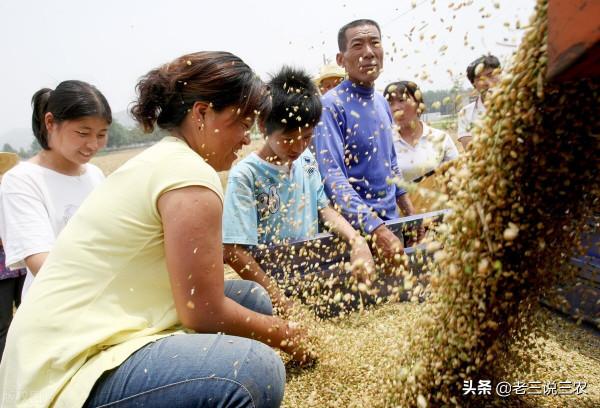 小麥想高產，只需記住“一千斤長相，八九百斤的產量”，效益翻倍