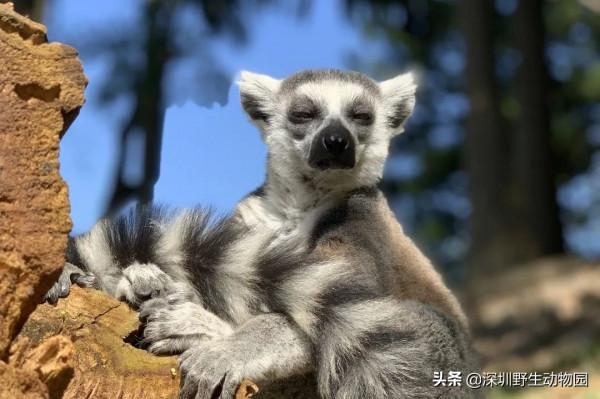 如果睡覺也能排名,我肯定是第一 如果睡覺也能排名,我肯定是第一