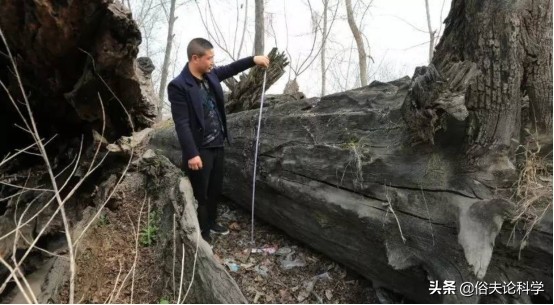 太值錢了!四川一工地發現40米長的烏木,如果不上交會怎樣? 太值錢了!四川一工地發現40米長的烏木,如果不上交會怎樣?