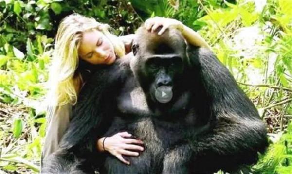 1988年,日本黑猩猩傷害主人事件 1988年,日本黑猩猩傷害主人事件