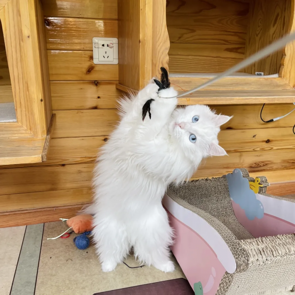 逗貓棒?都快把貓玩成花啦 逗貓棒?都快把貓玩成花啦