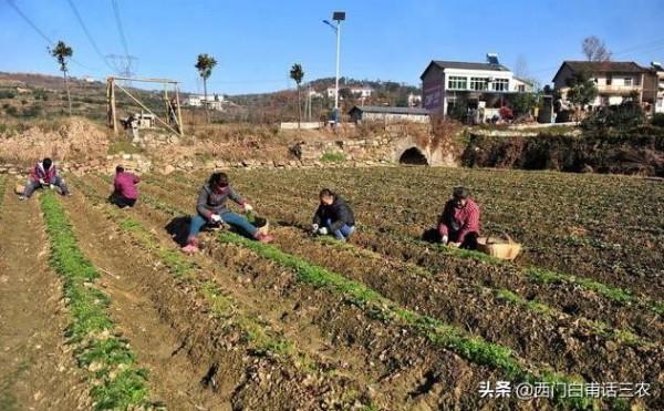 農民朋友注意:土地有償退出進入倒計時,退還是留?早看早知道 農民朋友注意:土地有償退出進入倒計時,退還是留?早看早知道