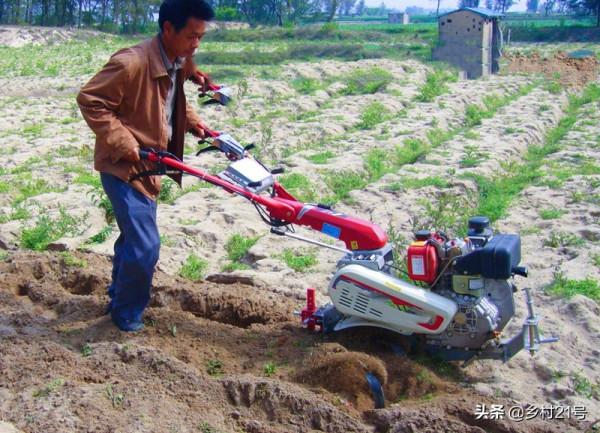 快到中秋節了，抓緊種植這三種蔬菜，附上高產種植方法