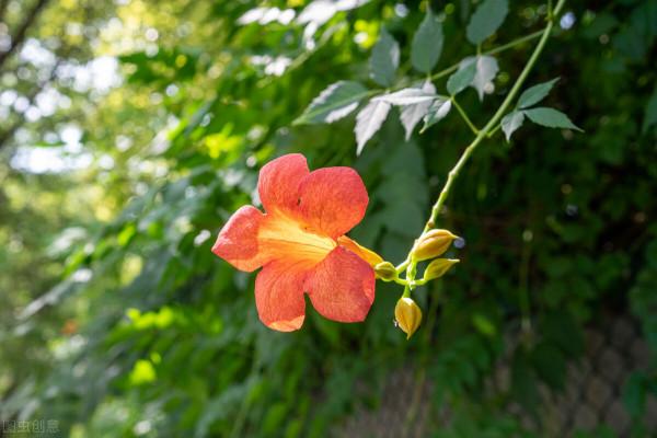 詩歌:人生若只如初見 詩歌:人生若只如初見