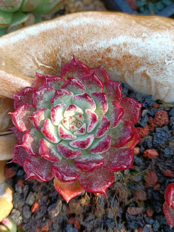 晨露能認多肉更美 晨露能認多肉更美