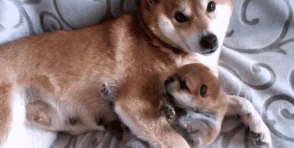 主人想要將幼崽賣掉,柴犬緊緊抱著不肯撒手:別再賣了可以嗎 主人想要將幼崽賣掉,柴犬緊緊抱著不肯撒手:別再賣了可以嗎