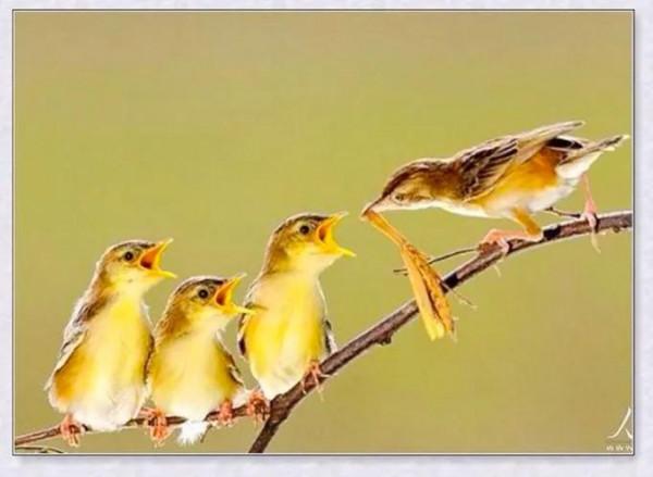 不同種類的“鳥媽媽”有一樣的愛