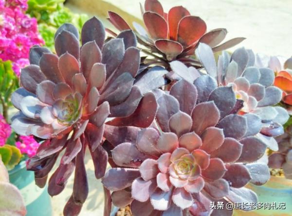 法師多肉都成功度夏了?來看秋天它們啥時候甦醒,以免陰溝裡翻船 法師多肉都成功度夏了?來看秋天它們啥時候甦醒,以免陰溝裡翻船