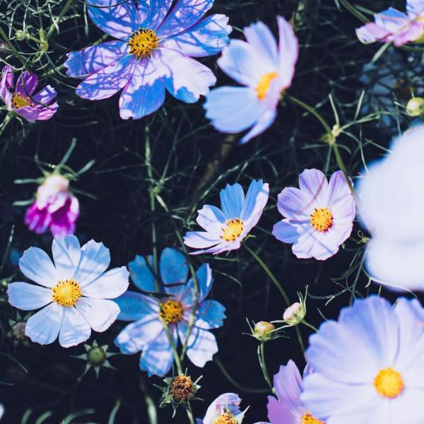 你不會種花，總該是會欣賞花吧，欣賞會有收穫的