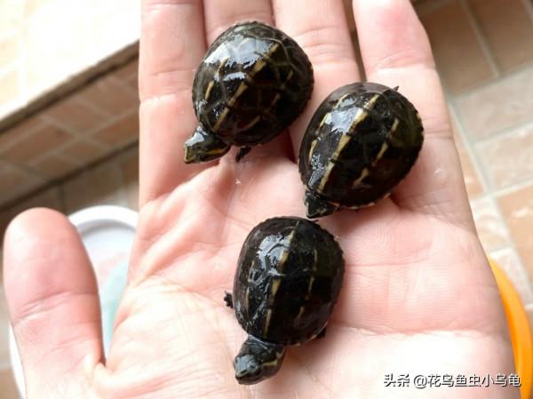 長不大的迷你龜，果核龜