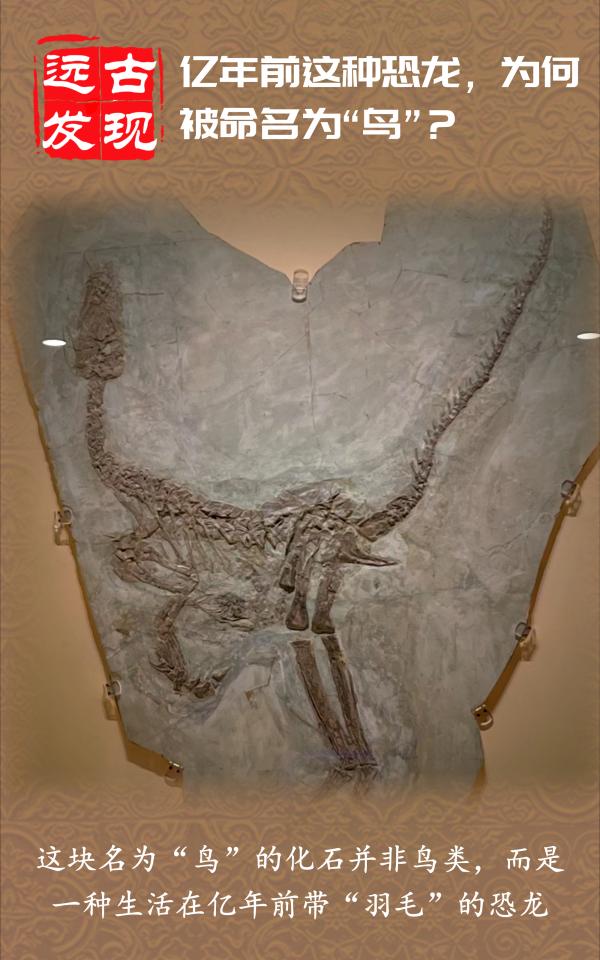 揭秘恐龍化石：億年前這種恐龍，為何被命名為“鳥”？