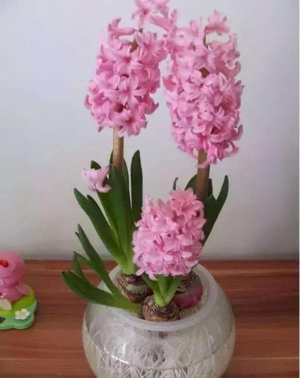 冬季養一盆風信子，學會養護方法和技巧，讓風信子如期開花