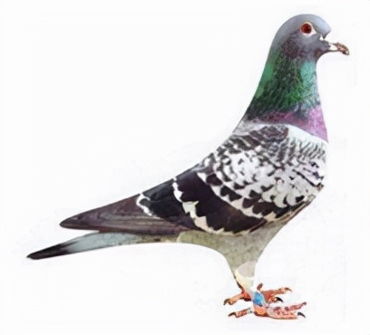 集鴿羽色分不清？看看這家鴿會發布的對照圖