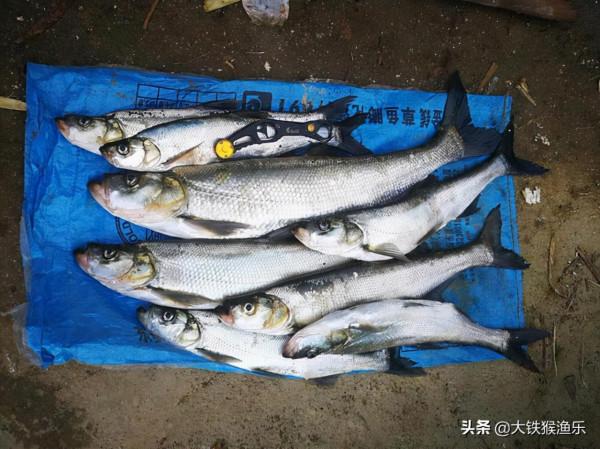 3天釣光一條河,魚沒了人跑了,滅絕性垂釣太可怕了 3天釣光一條河,魚沒了人跑了,滅絕性垂釣太可怕了