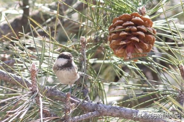 北京妙峰山觀鳥記-解鎖灰伯勞、褐頭山雀和領巖鷚