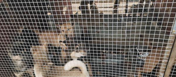 潘老闆用“畜禽腸健活菌劑”預防肉狗腸道疾病效果顯著