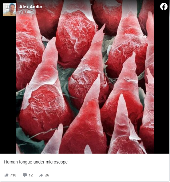 快來看看，我們的器官在顯微鏡下看起來是什麼樣子？