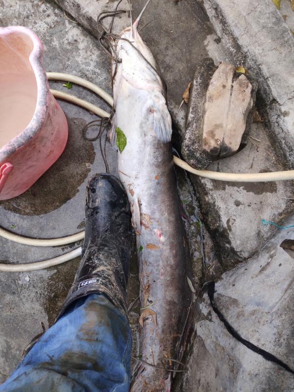 「十週年」1.2的子線硬上米級鯰魚，爆竿了也要拿下