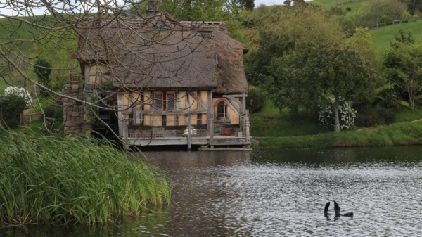 這誰敢相信：在紐西蘭，一頭海豹竟然遊進了旅遊勝地霍比屯