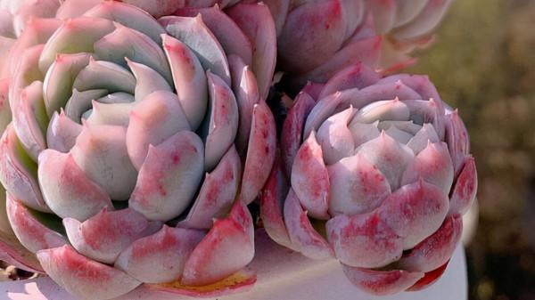 入手的明明是帶有香味的多肉，可是卻聞不到，問題出在這3個方面