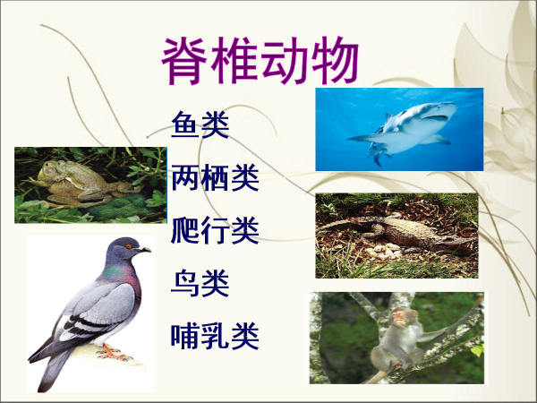 科學家：人都是從魚進化而來的，魚究竟是如何進化成人類的呢？