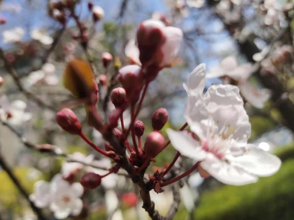 風和日麗，花花世界最是動人（原創）