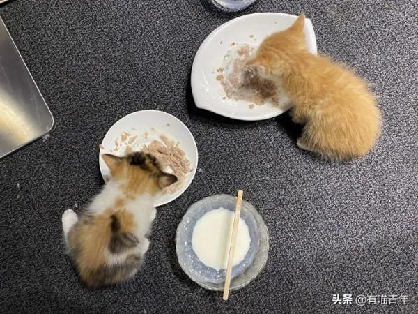 “喜當爹!好傢伙生了8只小奶貓!” “喜當爹!好傢伙生了8只小奶貓!”