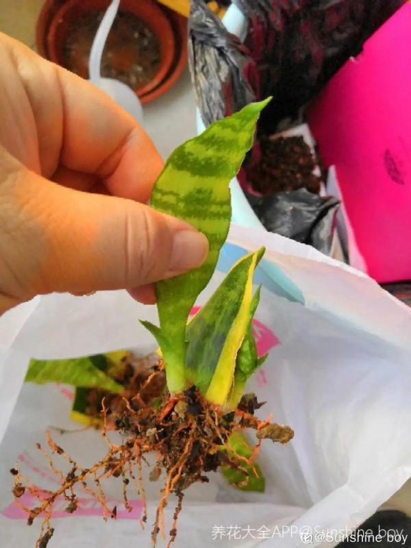 平時的“貴貨花”，路邊扔了一卡車，趕緊撿回家