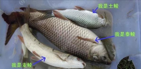 難纏的麥鯪：入珠江30年終成“扛把子”，如今又開始外侵？