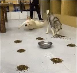 狗界“吃貨”排行榜，柯基竟然在榜首