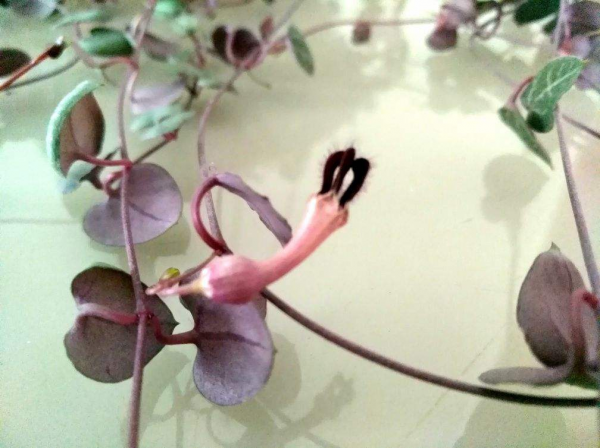 1種花名叫“心葉球蘭”,超耐陰還能爬藤,開花滿屋子香味 1種花名叫“心葉球蘭”,超耐陰還能爬藤,開花滿屋子香味