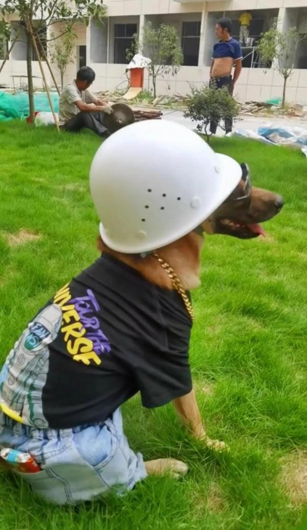 這條中華田園犬坐擁粉絲40萬，還有美女相伴，它究竟有什麼魅力？