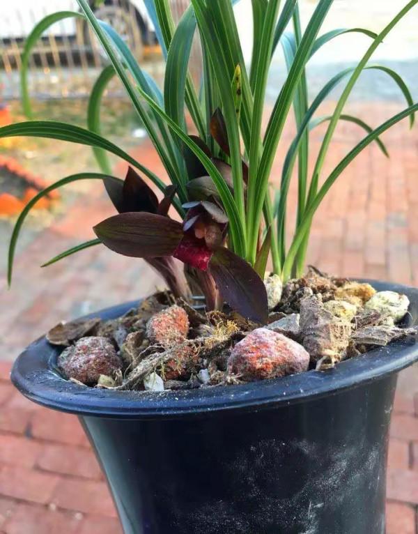 他多年前偶然收購一棵龍根小藝草，2017年，他靠此花獲利500多萬