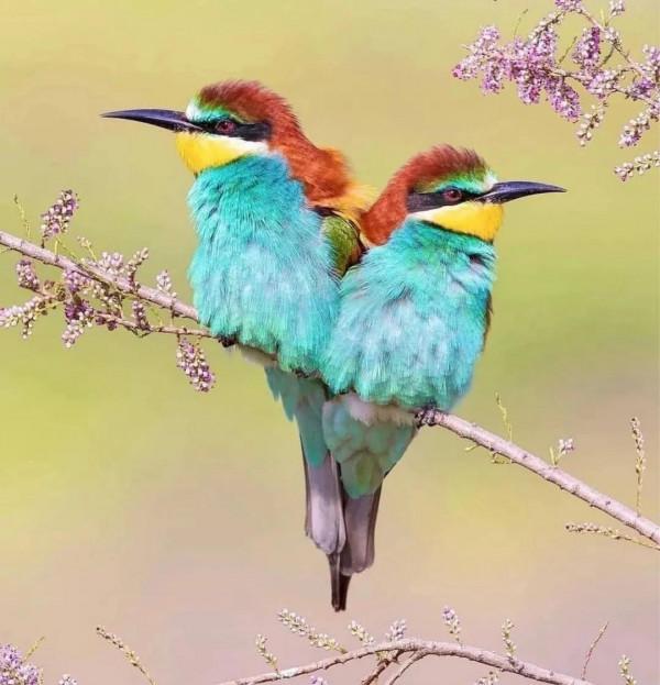 這樣的鳥圖，誰不想擁有？