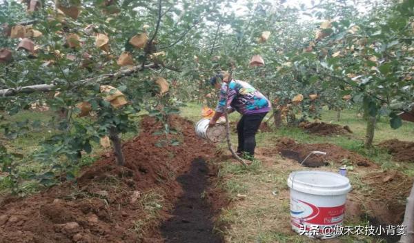 果樹全年有三次施肥黃金期,施肥的時間、種類、方法和原則告訴你 果樹全年有三次施肥黃金期,施肥的時間、種類、方法和原則告訴你