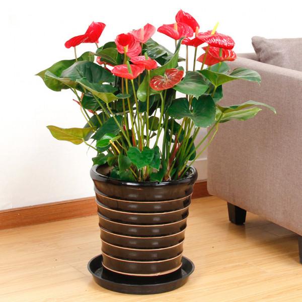 不能多曬的&OpenCurlyDoubleQuote;11種花&rdquo;，曬多了葉子就捲曲、發黃，越養越糟糕