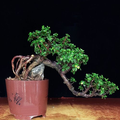 張大姐的金枝玉葉兩年成了老樁，來看看養護方法吧